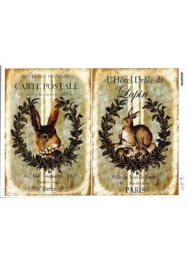 Ριζόχαρτο ST0137