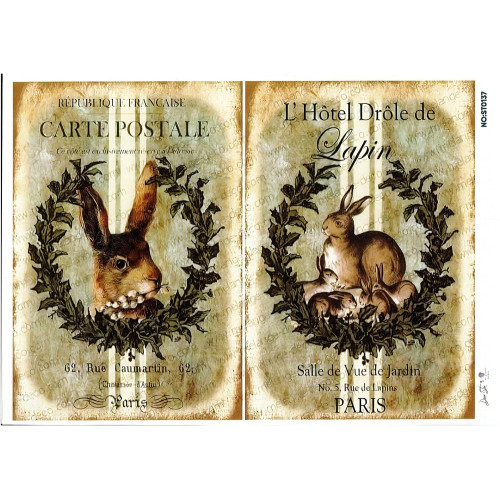 Ριζόχαρτο ST0137