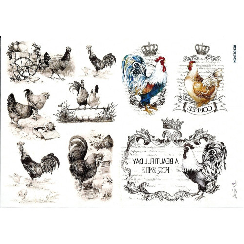 Ριζόχαρτο ST0138