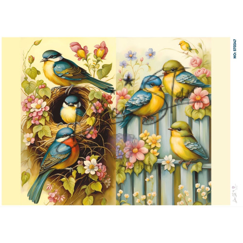 Ριζόχαρτο ST0347